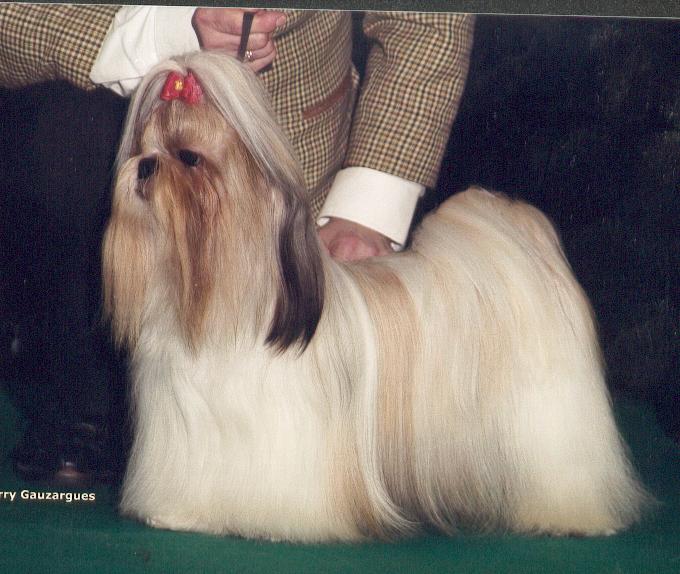 CH. Loveboby Super voltaire