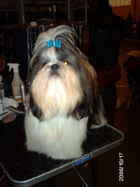 CH. Noriel Absolutly fabulous