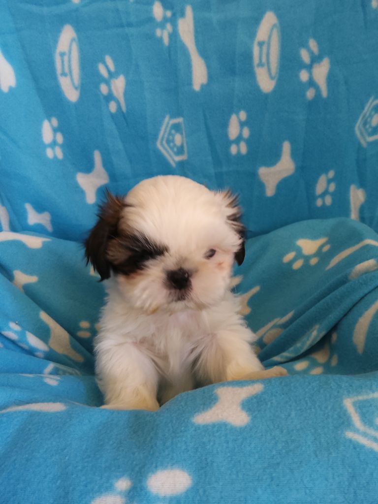 Noriel - Chiots disponibles - Shih Tzu