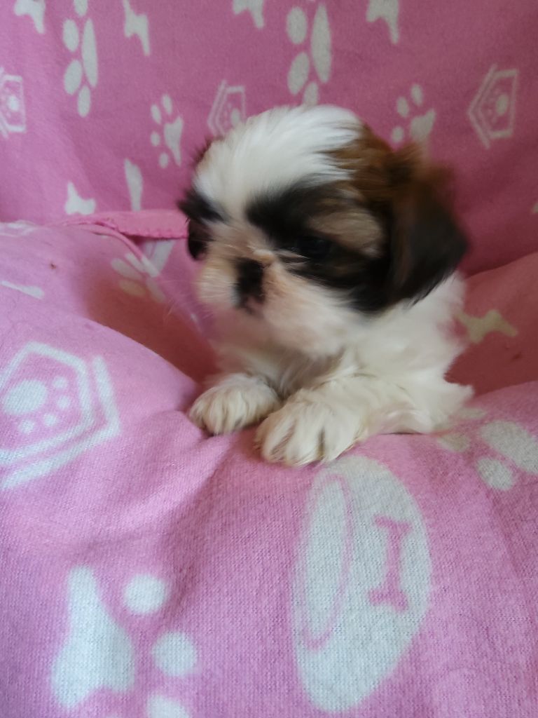 Noriel - Chiots disponibles - Shih Tzu