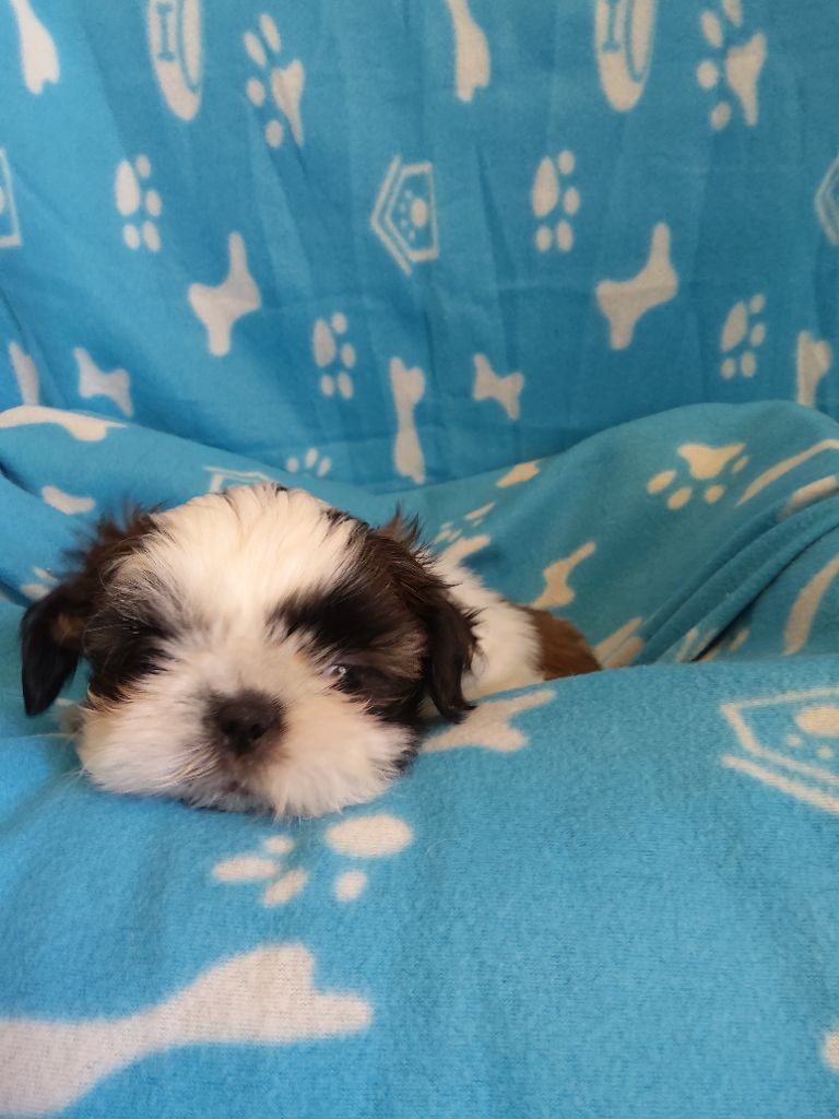 Noriel - Chiots disponibles - Shih Tzu