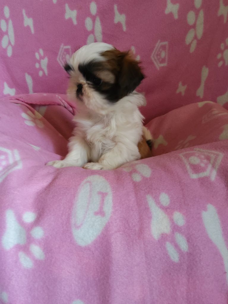 Noriel - Chiots disponibles - Shih Tzu