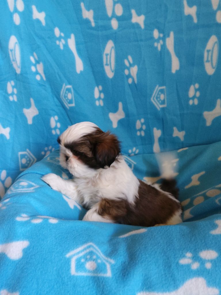 Noriel - Chiots disponibles - Shih Tzu