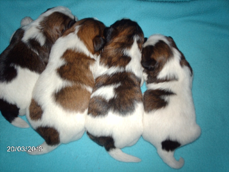 Noriel - Shih Tzu - Portée née le 07/01/2013
